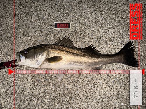 シーバスの釣果