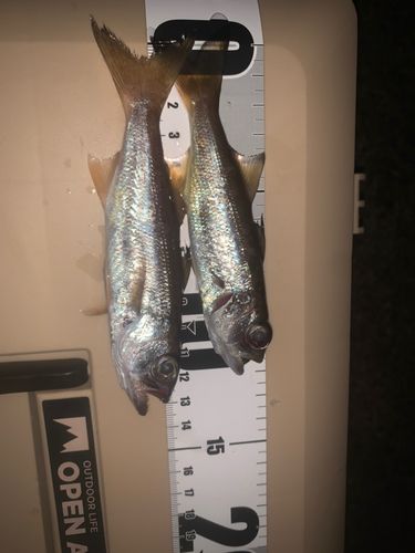 ムツの釣果