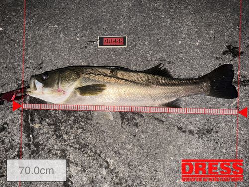 シーバスの釣果