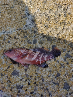 キジハタの釣果