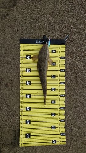 マゴチの釣果