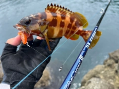 アカハタの釣果