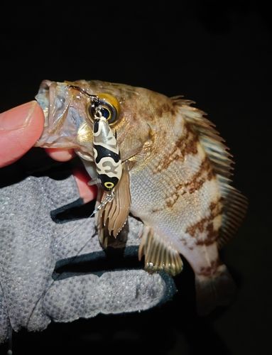 メバルの釣果