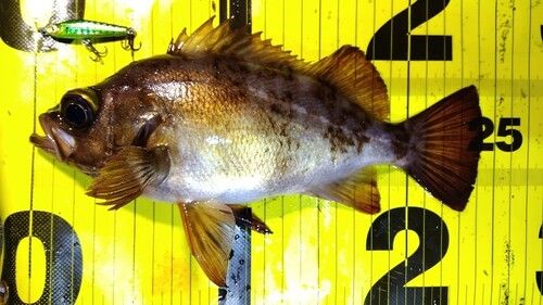 メバルの釣果