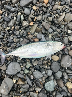 ソウダガツオの釣果