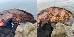オオモンハタの釣果