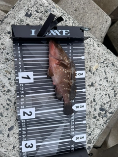 アコウの釣果