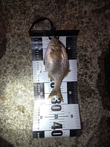 ウミタナゴの釣果
