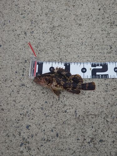 タケノコメバルの釣果