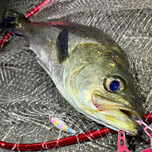 フッコ（マルスズキ）の釣果