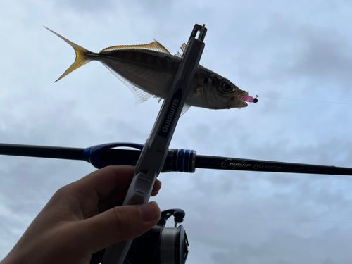 マアジの釣果