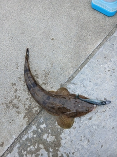 マゴチの釣果