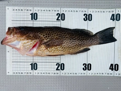 オオモンハタの釣果