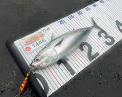マルソウダの釣果
