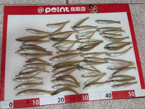 キスの釣果