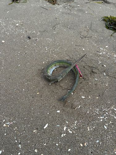 ダツの釣果