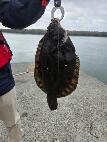 クロガシラガレイの釣果