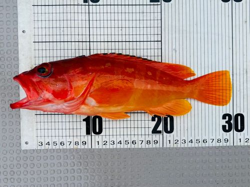 アカハタの釣果