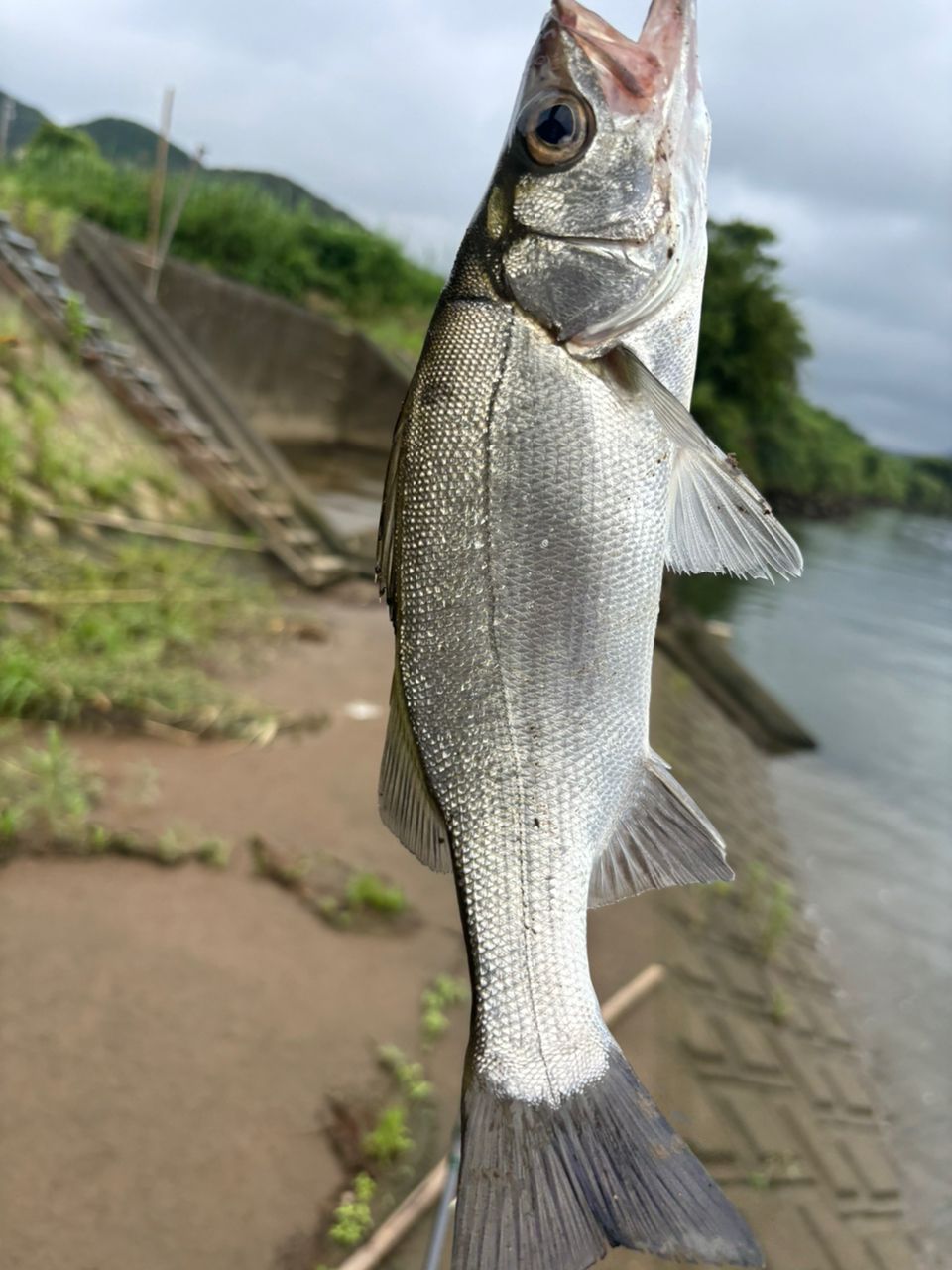 シーバス・ヒラスズキの釣果写真
