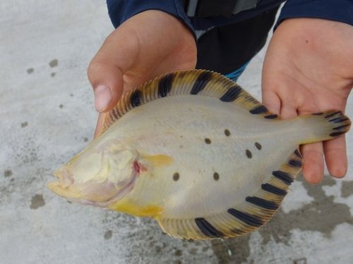 マツカワの釣果