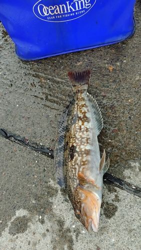 アイナメの釣果