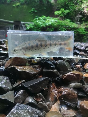 ヤマメの釣果