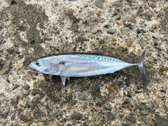 ソウダガツオの釣果