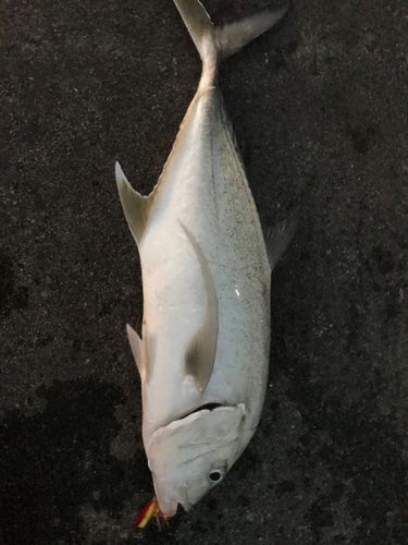 ガーラの釣果