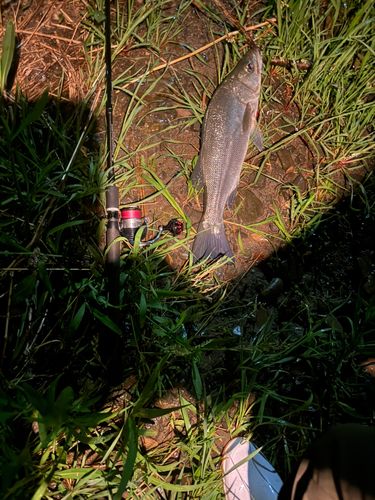 フッコ（ヒラスズキ）の釣果