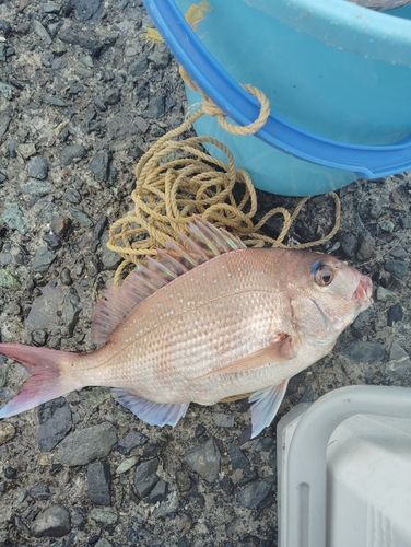 マダイの釣果