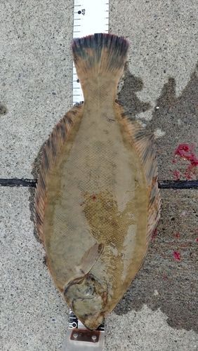 マコガレイの釣果