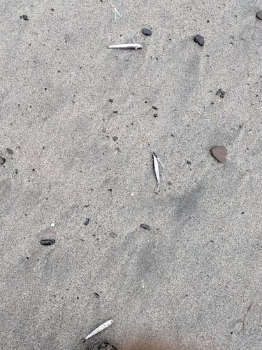 イワシの釣果