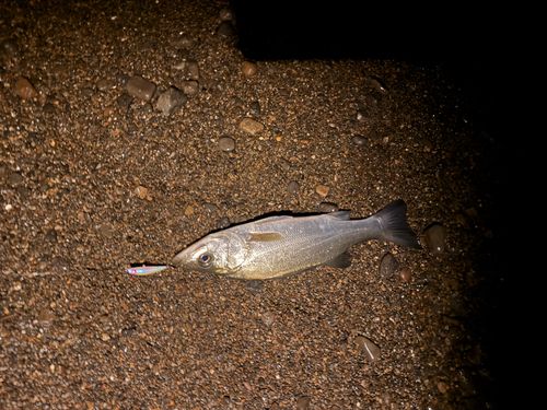 フッコ（ヒラスズキ）の釣果
