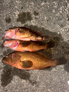 キジハタの釣果