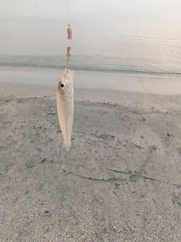 キスの釣果