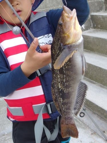 アイナメの釣果