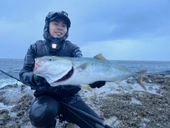 ワラサの釣果