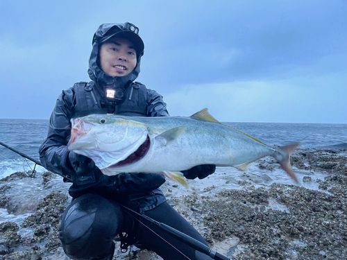 ワラサの釣果