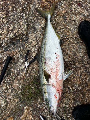 No Bite, No Fish さんの釣り人プロフィール - アングラーズ | 釣果600