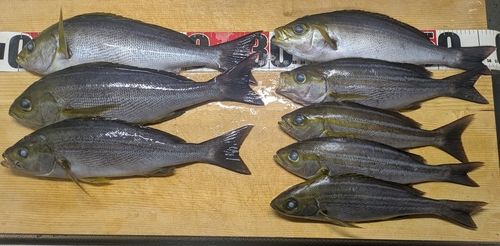 イサキの釣果