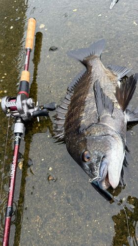 チヌの釣果