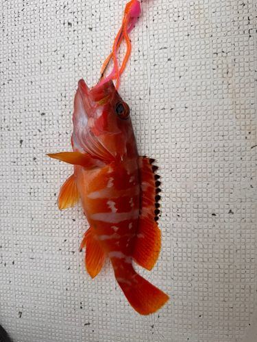アカハタの釣果