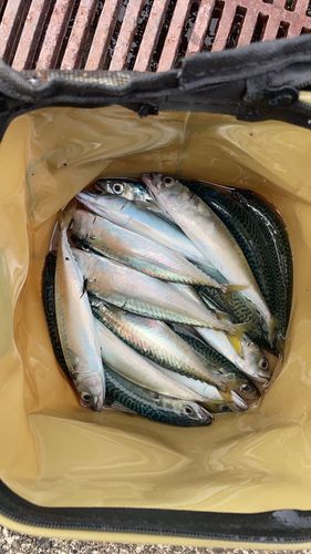 マサバの釣果