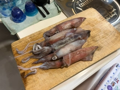 マルイカの釣果