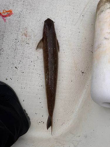 ワニエソの釣果
