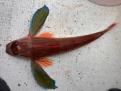 ホウボウの釣果