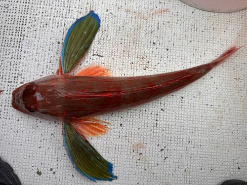 ホウボウの釣果