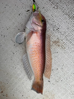 シロアマダイの釣果
