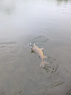 コイの釣果