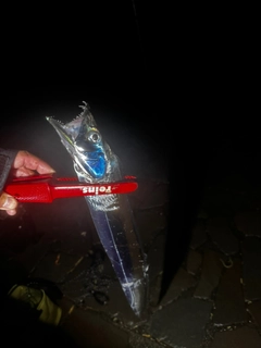 タチウオの釣果